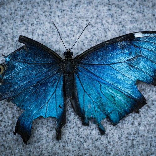 Image of a blue butterfly, symbolizing transformation and recovery.